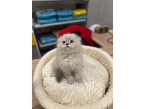 Scottish fold longhair