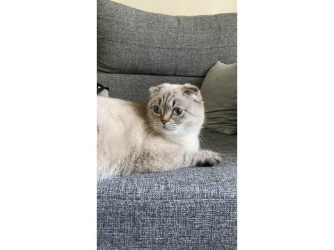 Uysal scottish fold kızıma yuva