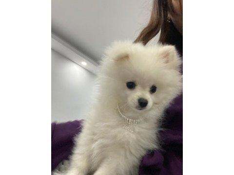 Pomeranian yavru 7 aylık