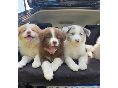 Türkiyenin en güvenilir çiftliğinden border collie