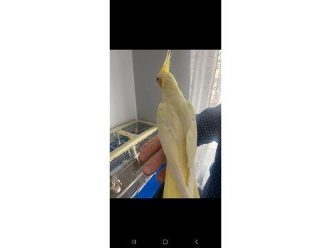 Sevimli lutino sultan papağanı