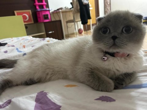 Birbirinden ayrılmayan tatlı kedilerimi sahiplendirme