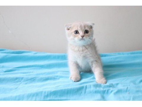 Muhteşem scottish fold bebekler