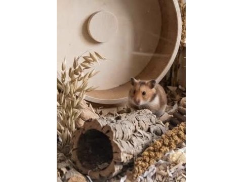 Kampanya hamster