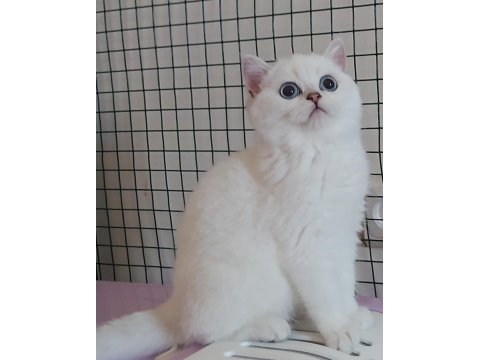 British shorthair yavruları