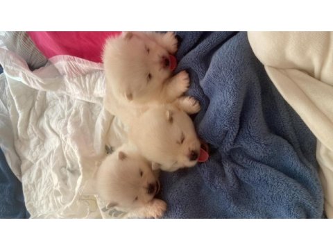 Kaliteli 0 numara pomeranian boo