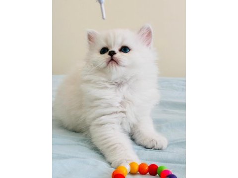 Yılbaşı çiçekleri british longhair