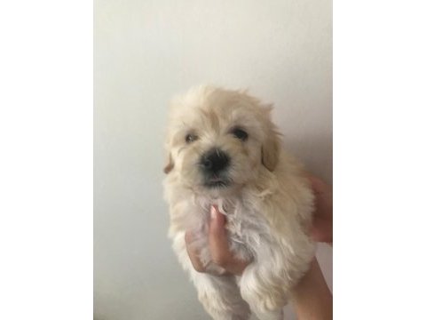 Maltese terrier 45 günlük köpekler
