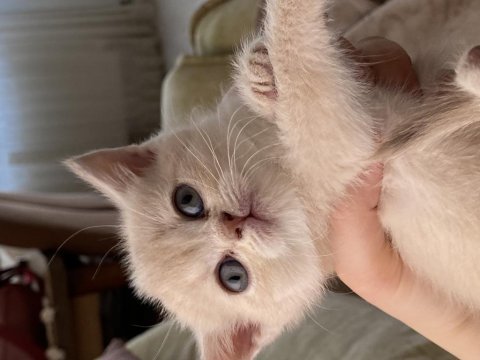 Son kalan safkan british shorthair bebekler