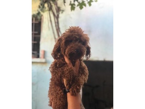 Safkan toy poodle yavruları