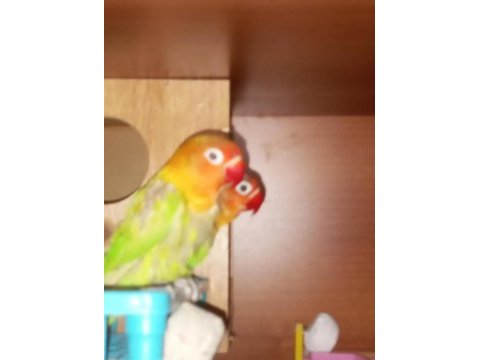 İster tek ister takım cennet papağanları