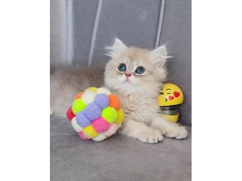 Golden erkek bebek british longhair