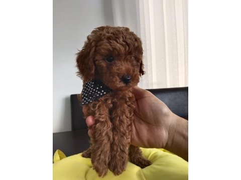 Orjinal toy poodle yavruları