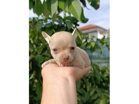 Şivava bebek köpeklerim yeni yuvasını arıyor