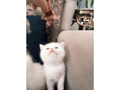 British shorthair ve scottish fold kedilerimiz
