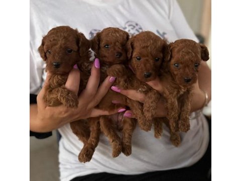 Toypoodle yavrularımız ruhsatlı köpek çiftliğinden 