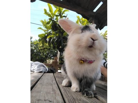 Yavru kedi takaslı tavşanımız