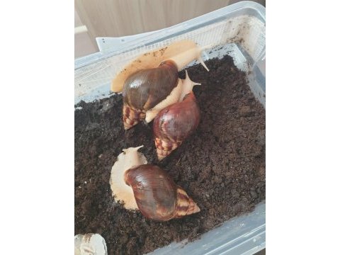 Dev afrika salyangozu sahiplendirme