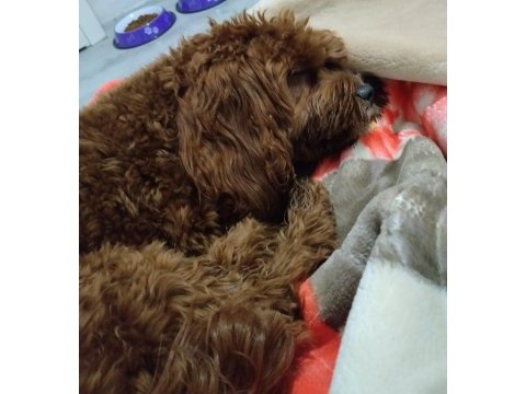 Toy poodle köpeği