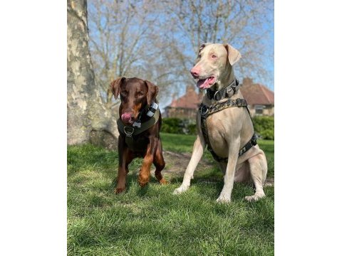 Eşleme tecrübeli şecereli erkek albino doberman