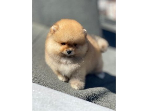 Show kalite ayı surat pomeranian yavrular