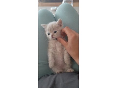 British shorthair orjinal sevimli yavru kedi lılac