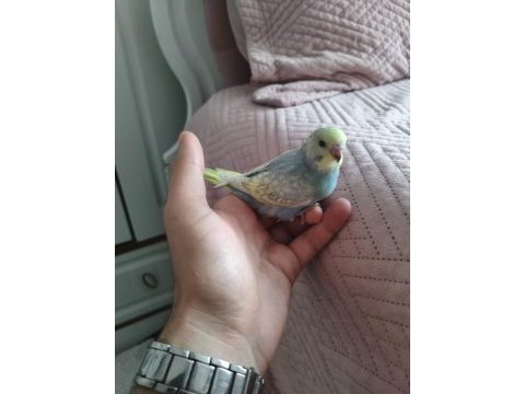 Satılık yeni yeme düşmüş muhabbet kuşu