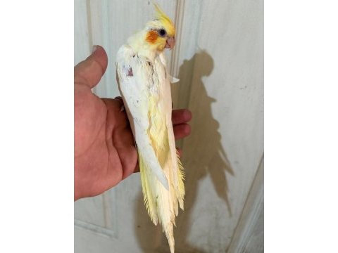 54 günlük ful evcil lutino sultan papağanı bebek