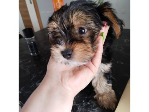 Baba saf kan teacup yorkshire terrier yavrularımız