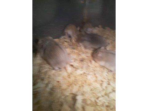 Hamster gonzales ve suriye