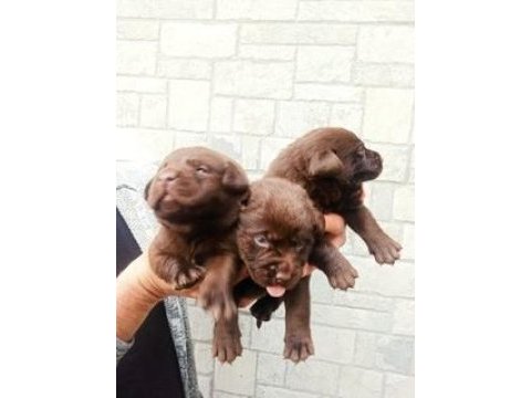 2 aylık cane corso yavrularımız
