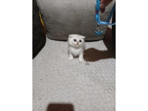 Scottish fold silver erkek bebeğimiz