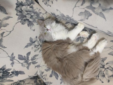 Full secereli bicolor british longhair prensesi