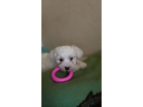 2 aylık dişi maltese terrier