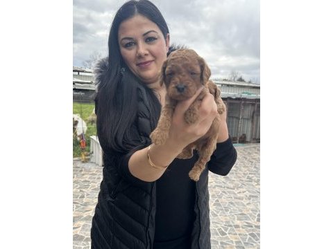 Ufacık toy poodle yavrularım