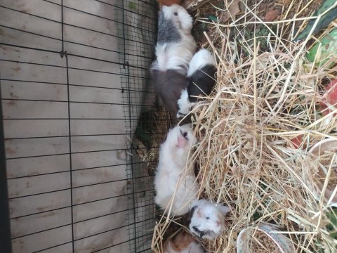 1 erkek 3 dişi genç takım üretim yapmak isteyene ginepig