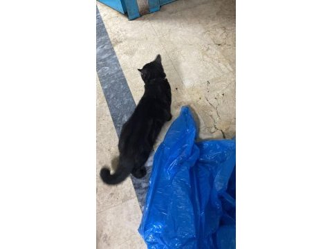 Güzel kedimiz tuvaletine gidiyor durumu sağlığı iyi