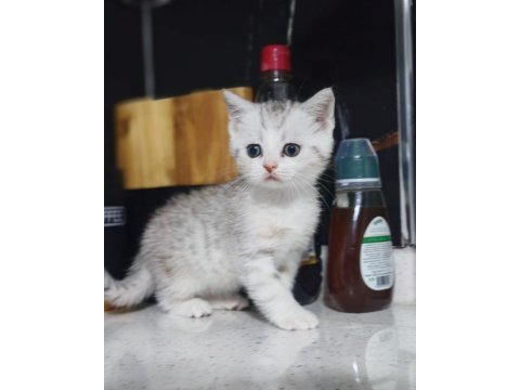Aşırı uysal british shorthair