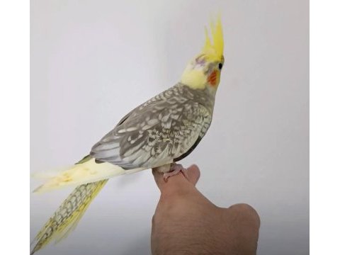 Yeni yeme düşen sultan papağanı yavru