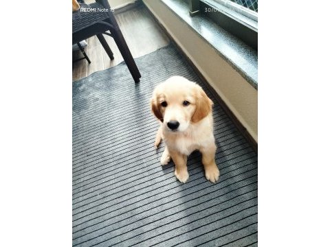 Güzel ve sevecen golden retriever kızımız şila
