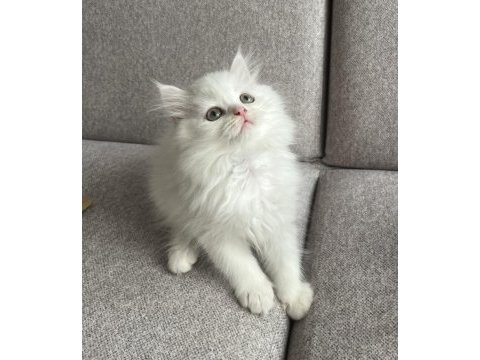 Kar beyazı british longhair yavrum