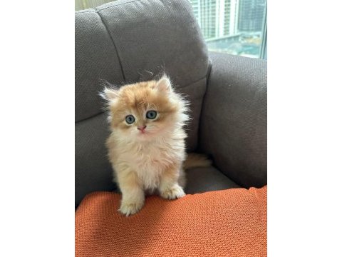 2 aylık safkan golden brıtısh longhaır erkek yavru