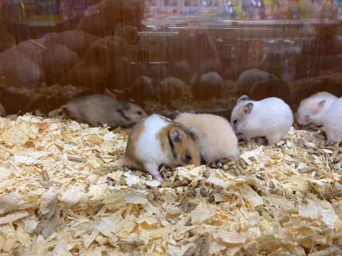 Hamsterlar geldi