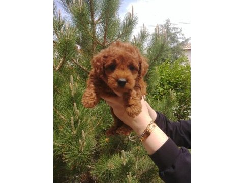 Super kalite poodle bebisler