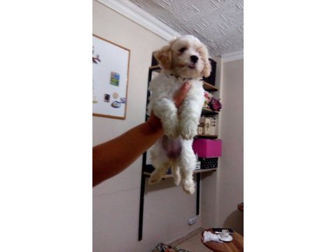 Orjinal maltese terrier