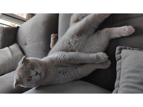 8 aylık özel renk lilac scottish fold