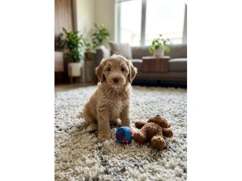 Maltipoo yavrularımız