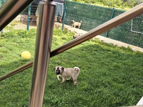 Üst düzey vasıflı kangal yavruları izmir