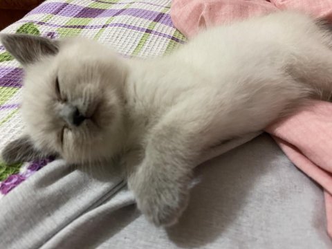 Blue point british shorthair