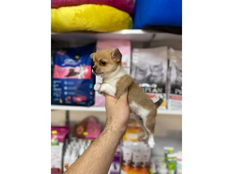 Mi̇ni̇ boy orji̇nal teacup şi̇vava yavrular